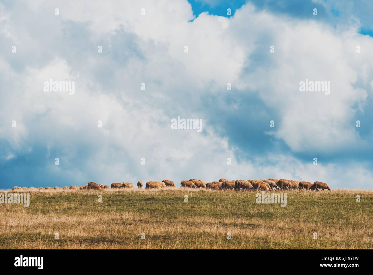 Gregge di pecore che pascolano sulla collina nella regione di Zlatibor, Serbia. Spazio copia incluso. Foto Stock