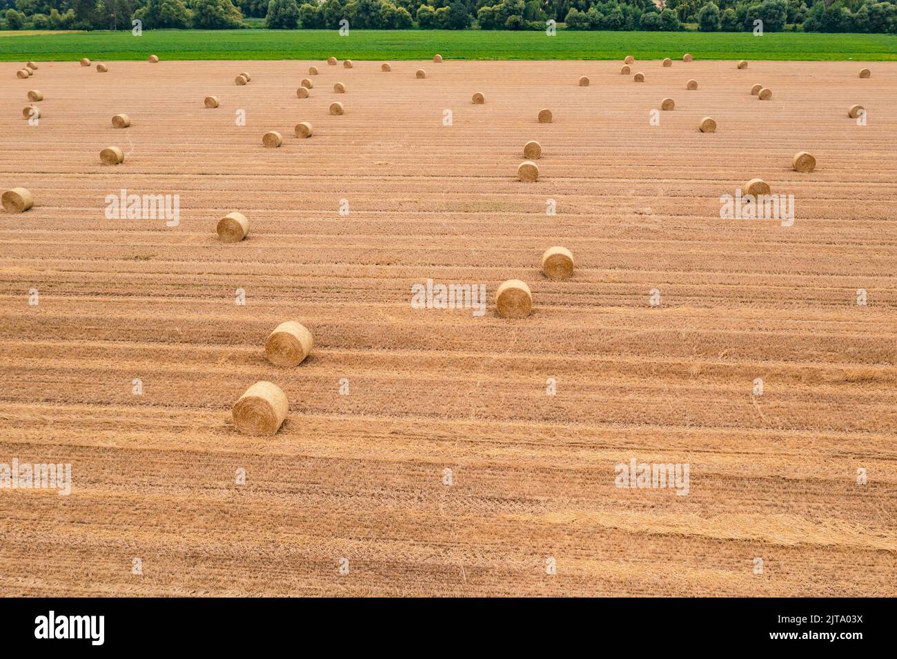 Balle rotonde su un campo raccolto dopo la raccolta del fieno in estate, Germania Foto Stock