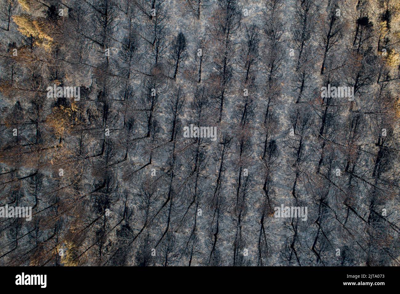 vista aerea della pineta bruciata, concetto di cambiamento climatico Foto Stock
