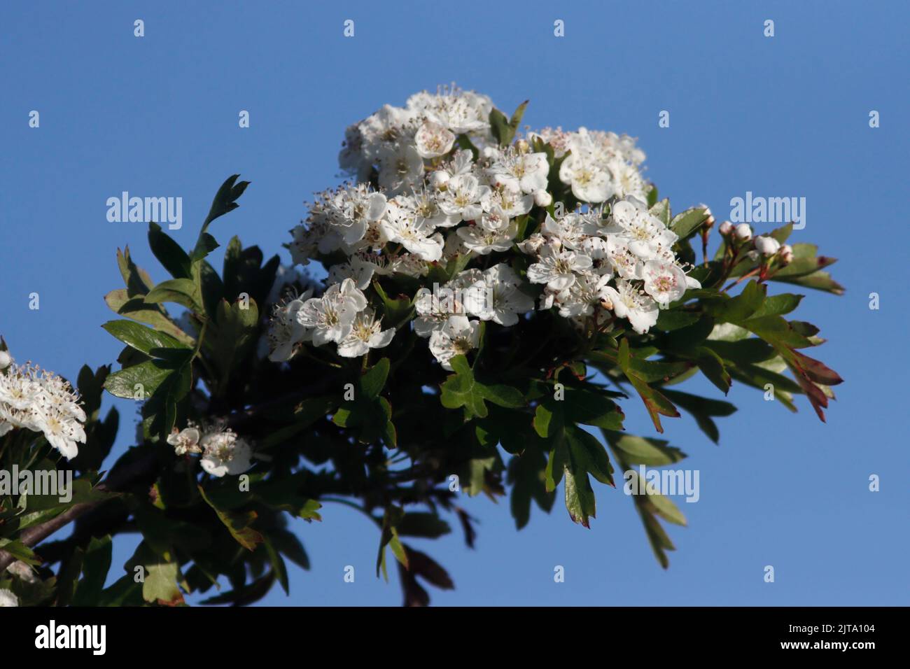 Biancospino (Crataegus monogyna) fiorisce in primavera, Regno Unito. Foto Stock