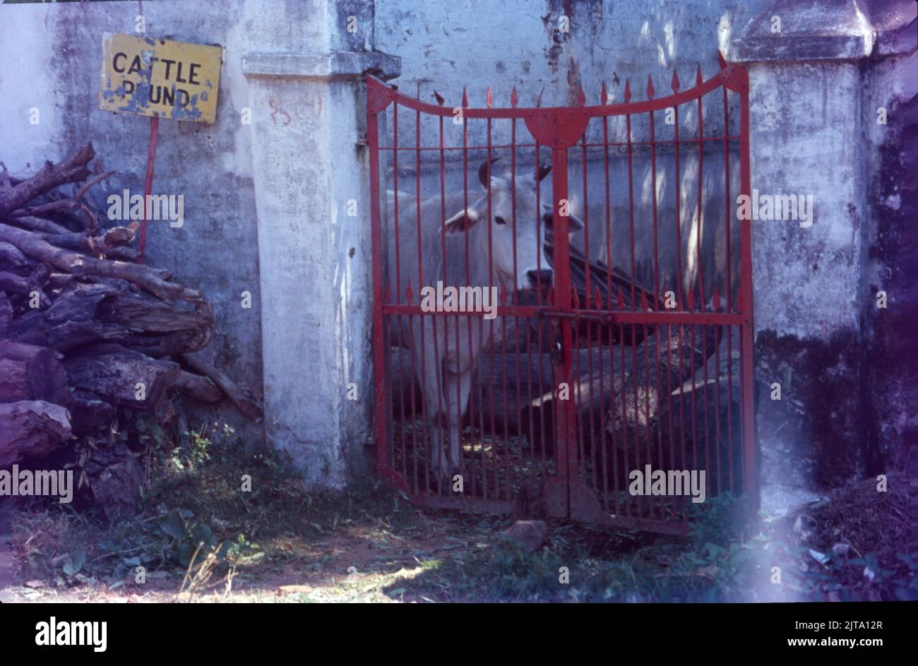 Cattle Pound, sono i colpevole, Storia di immagine singola Foto Stock