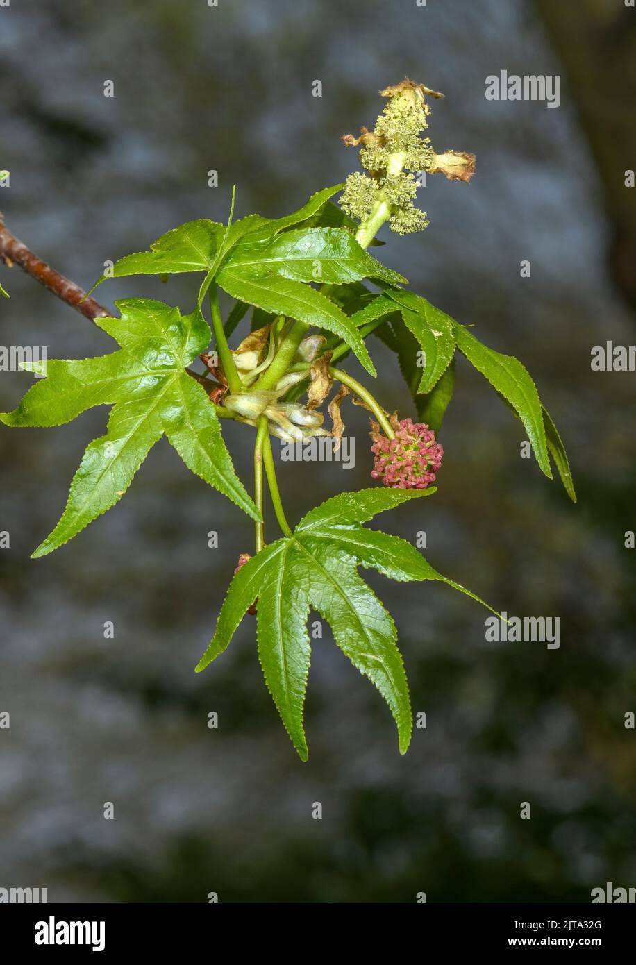 Dolcificante orientale, Liquidambar orientalis, albero in fiore in primavera. Raro endemico turco-greco, fonte di olio di Sweetgum Turco. Foto Stock