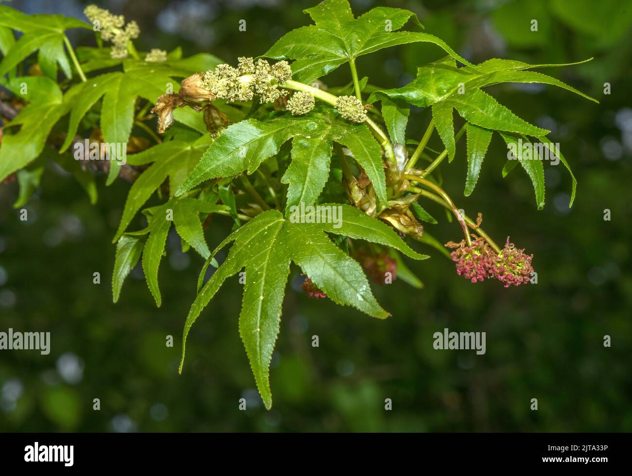 Dolcificante orientale, Liquidambar orientalis, albero in fiore in primavera. Raro endemico turco-greco, fonte di olio di Sweetgum Turco. Foto Stock