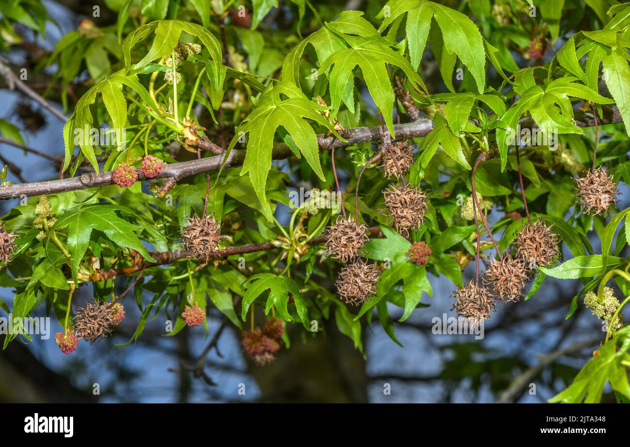 Confettino orientale, Liquidambar orientalis, albero in fiore e frutta. Raro endemico turco-greco, fonte di olio di Sweetgum Turco. Foto Stock