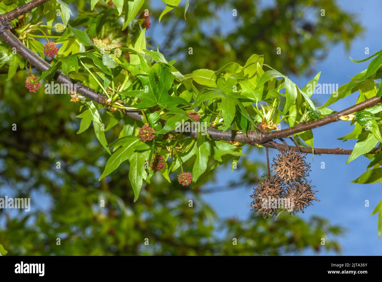 Confettino orientale, Liquidambar orientalis, albero in fiore e frutta. Raro endemico turco-greco, fonte di olio di Sweetgum Turco. Foto Stock