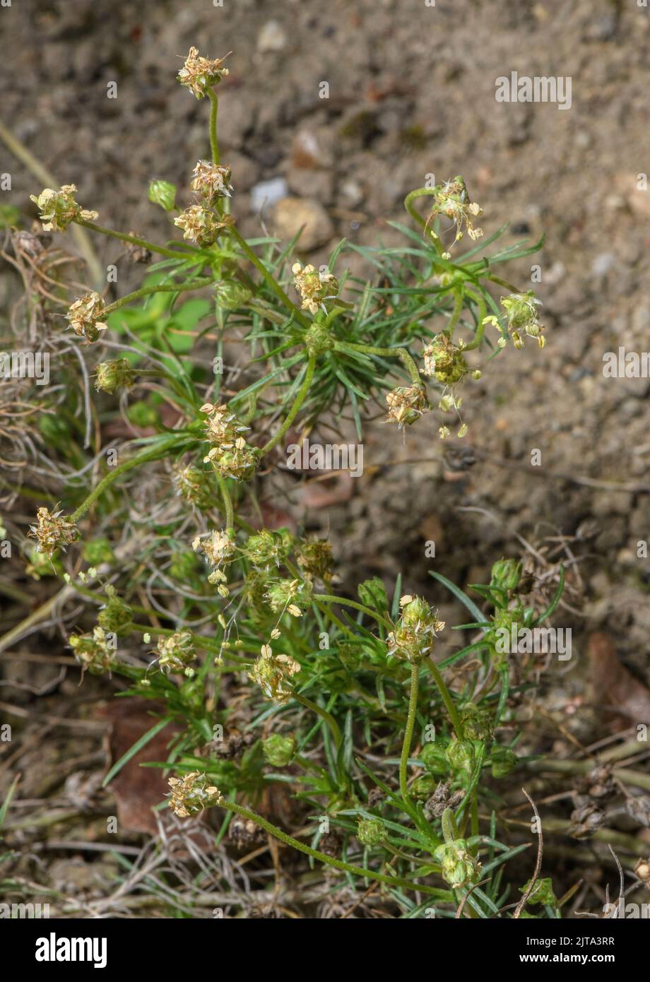 Piantina africana o Psillio, Plantago afra, in fiore. Fonte di psyllium. Foto Stock
