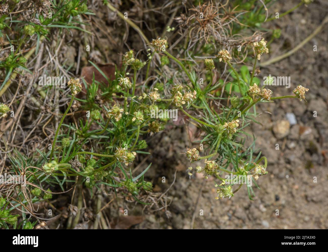 Piantina africana o Psillio, Plantago afra, in fiore. Fonte di psyllium. Foto Stock