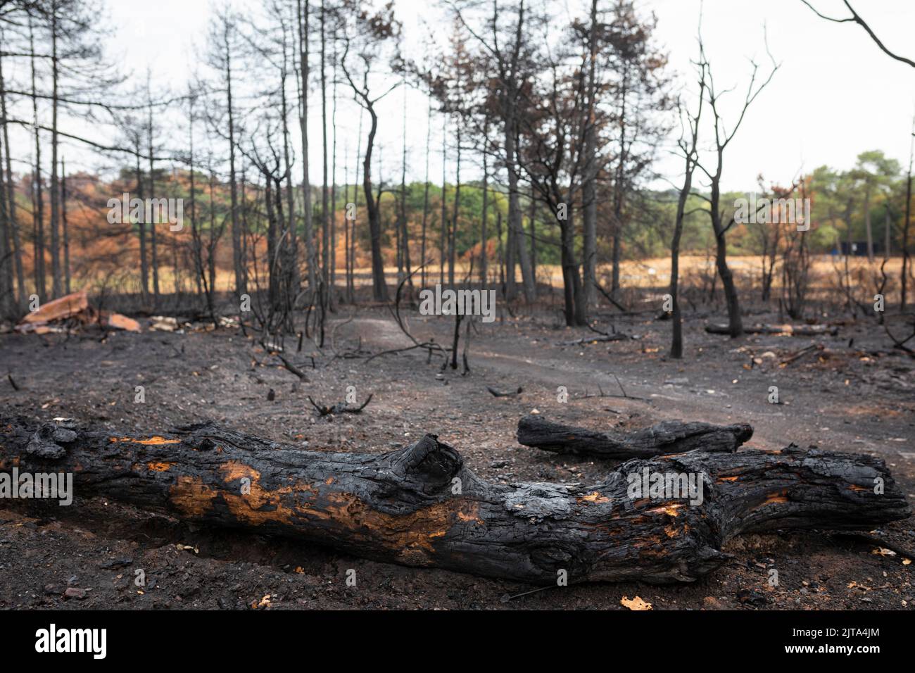 Burnt foresta in Bretagna, Francia Foto Stock