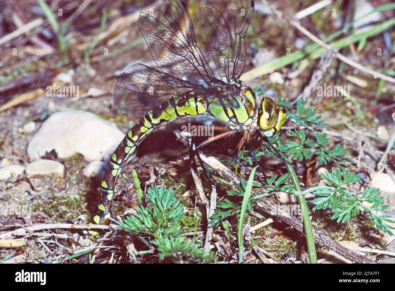 Esemplare femminile di dragonfly imperatore impegnato nella deposizione delle uova, Anax imperator; Aeshnidae Foto Stock