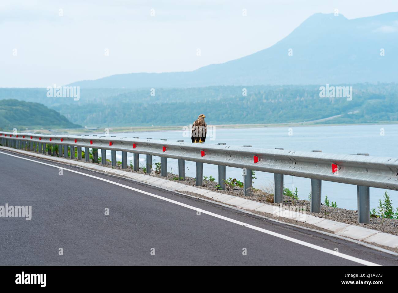 L'aquila di mare grigia si trova su una barriera stradale al limitare di un'autostrada costiera sullo sfondo di una baia nebbiosa, l'isola di Kunashir Foto Stock