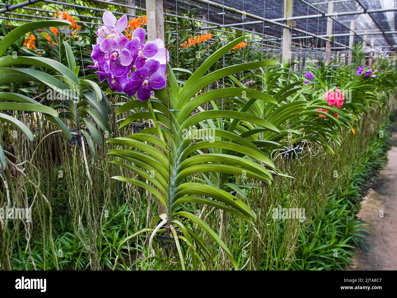 Thailandia, Bangkok. Fattoria Orchidea su uno dei canali di Bangkok. I fiori sono in vendita ai turisti e le giovani piantine sono per l'esportazione. Foto Stock