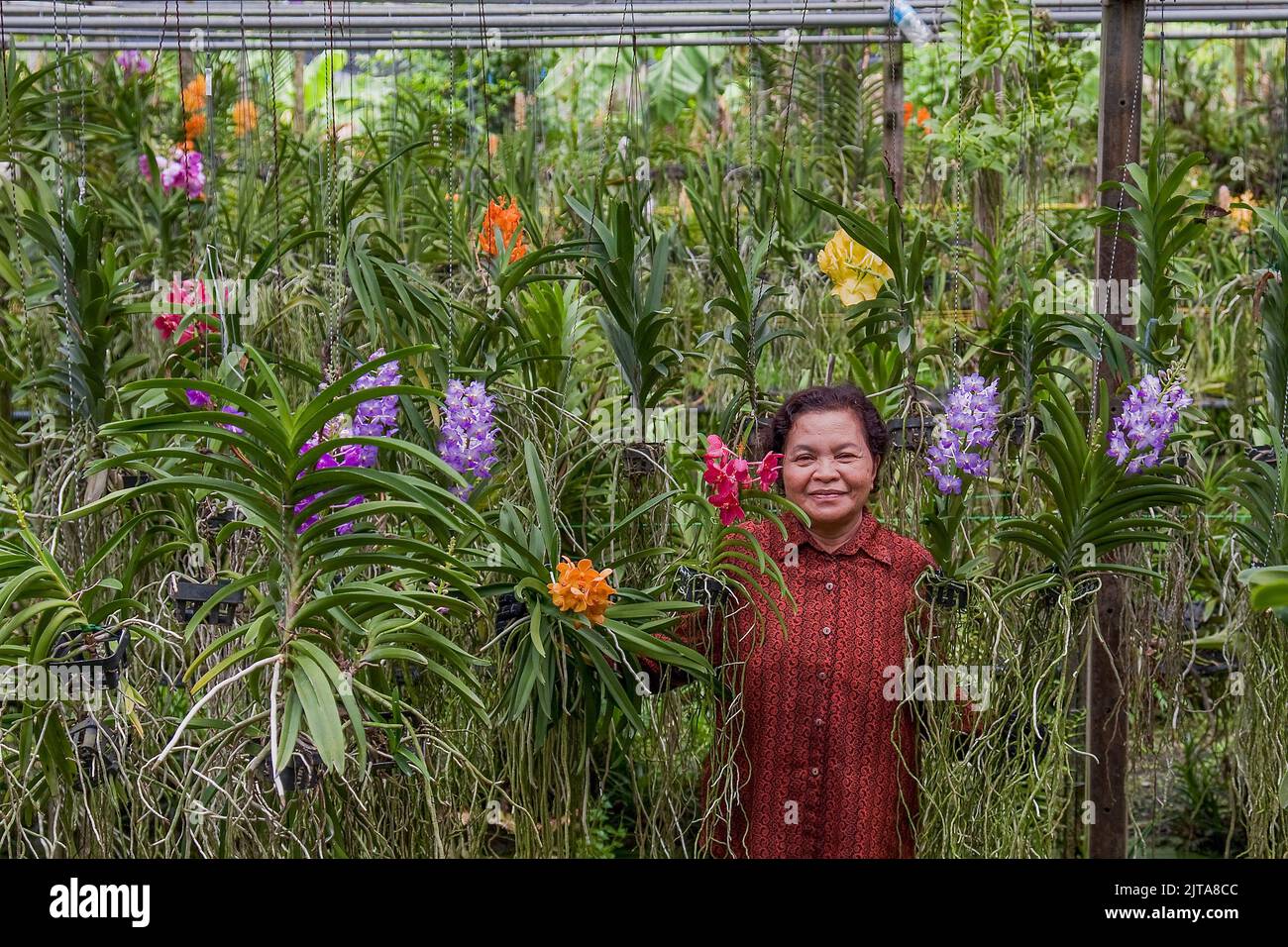 Thailandia, Bangkok. Fattoria Orchidea su uno dei canali di Bangkok. I fiori sono in vendita ai turisti e le giovani piantine sono per l'esportazione. Foto Stock
