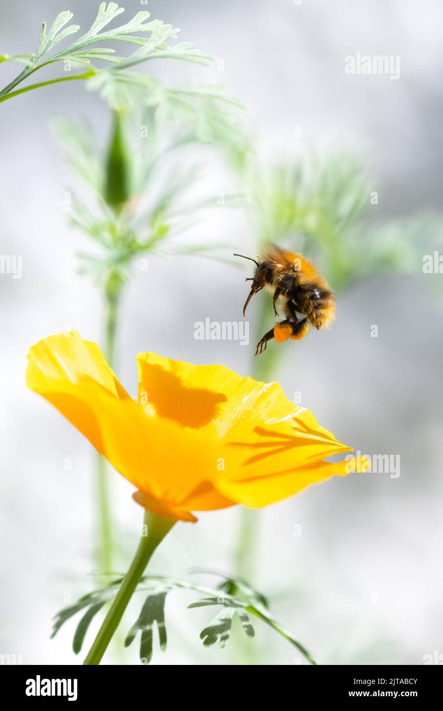 Ape comune del cardatore (Bombus pascuorum) con sacche di polline in procinto di atterrare sul papavero della California - Regno Unito Foto Stock