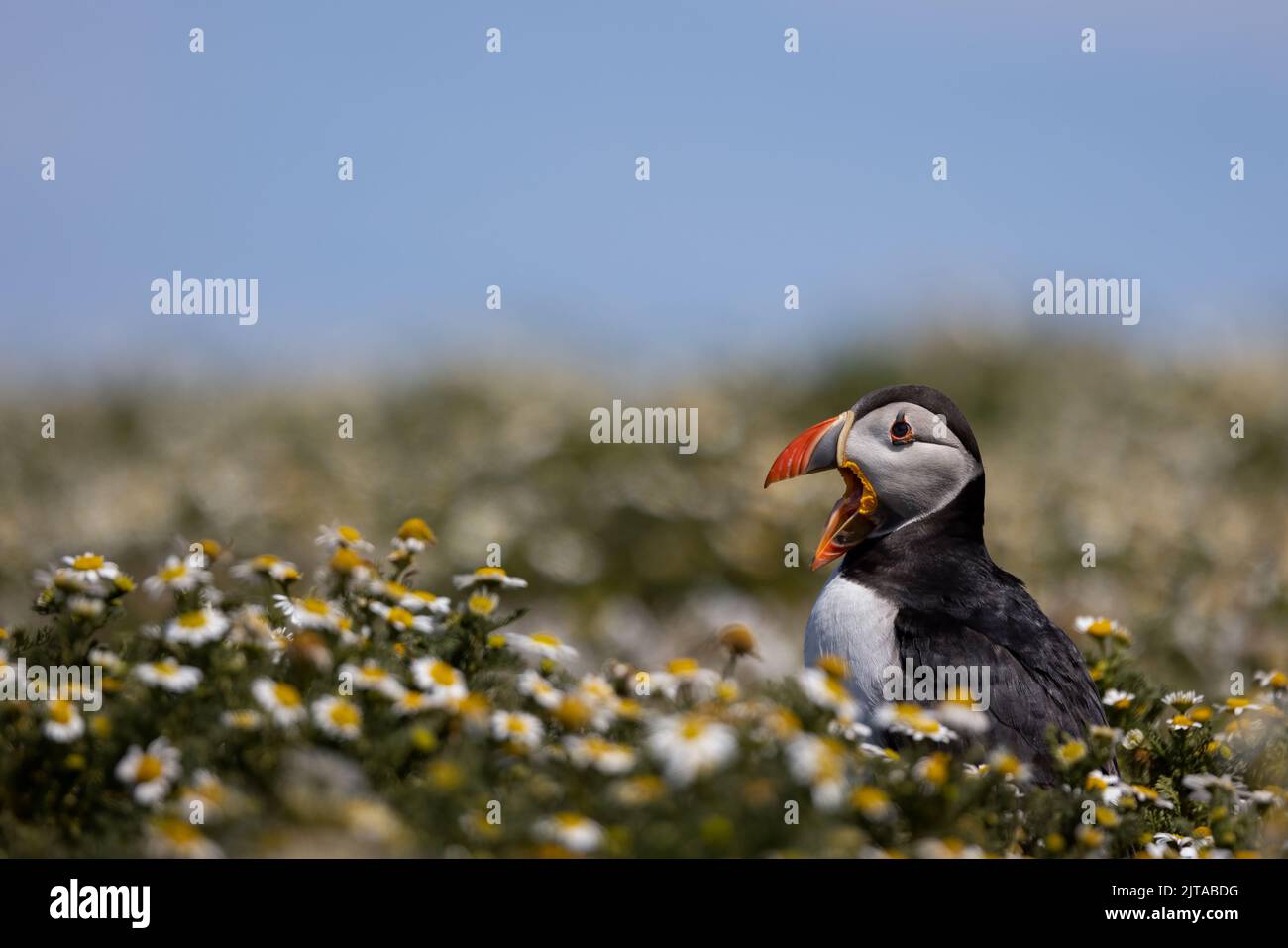 Puffins sull'isola di Skomer, Galles Foto Stock