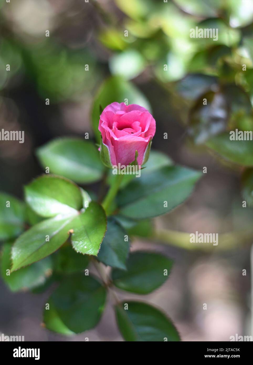 Rosa cinese rosa in un primo piano giardino Foto Stock
