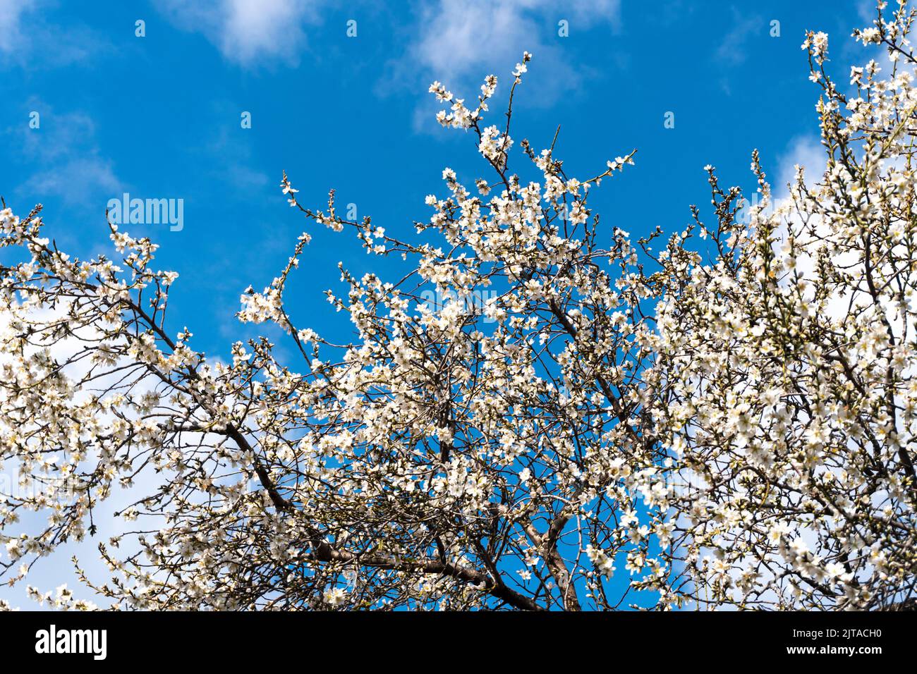 Prune (Prunus dulcis) Almendro alberi in fiore. Foto Stock