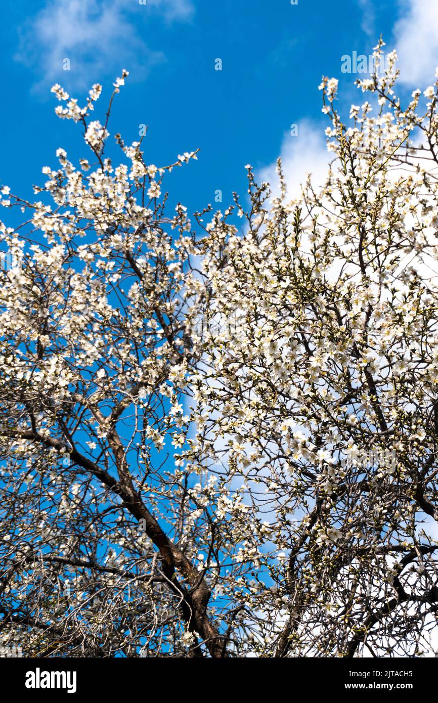 Prune (Prunus dulcis) Almendro alberi in fiore. Foto Stock