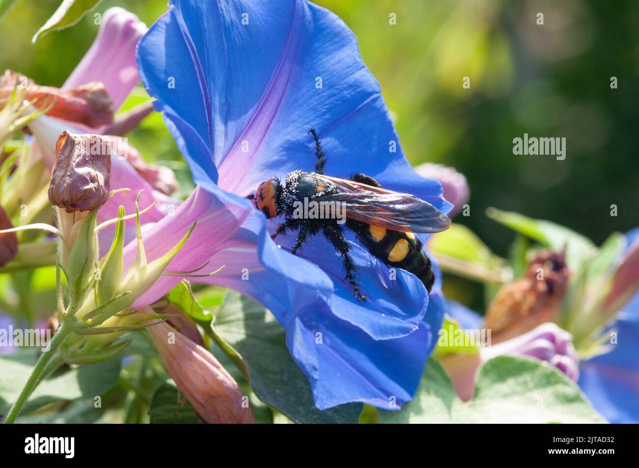 Italia, Liguria, Giardino, Mammoth Wasp, Megascolia maculata Flavifrons Foto Stock