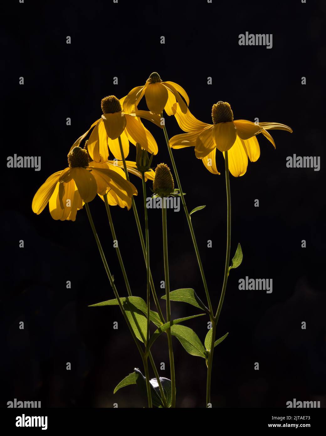 Margherita giallo Susan dagli occhi marroni Foto Stock