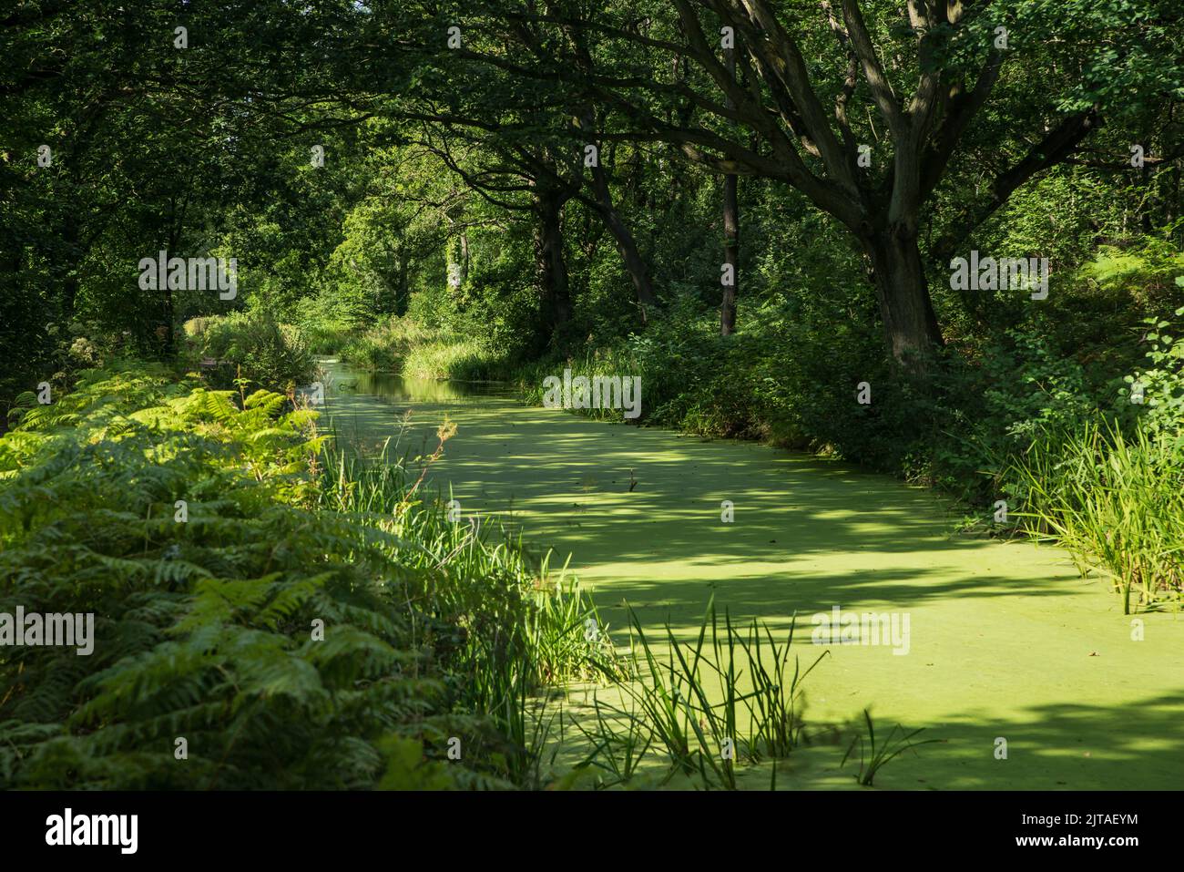Estate lungo il canale di Cromford, Derbyshire, Inghilterra Foto Stock