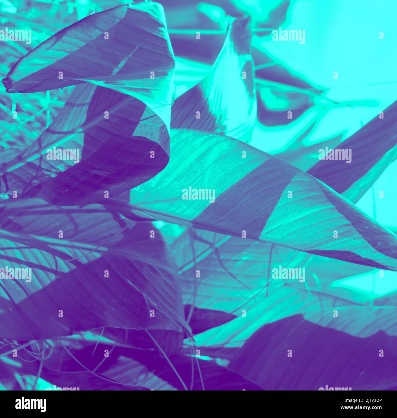 Belle arti / Abstract foglia Botanica Foto Stock