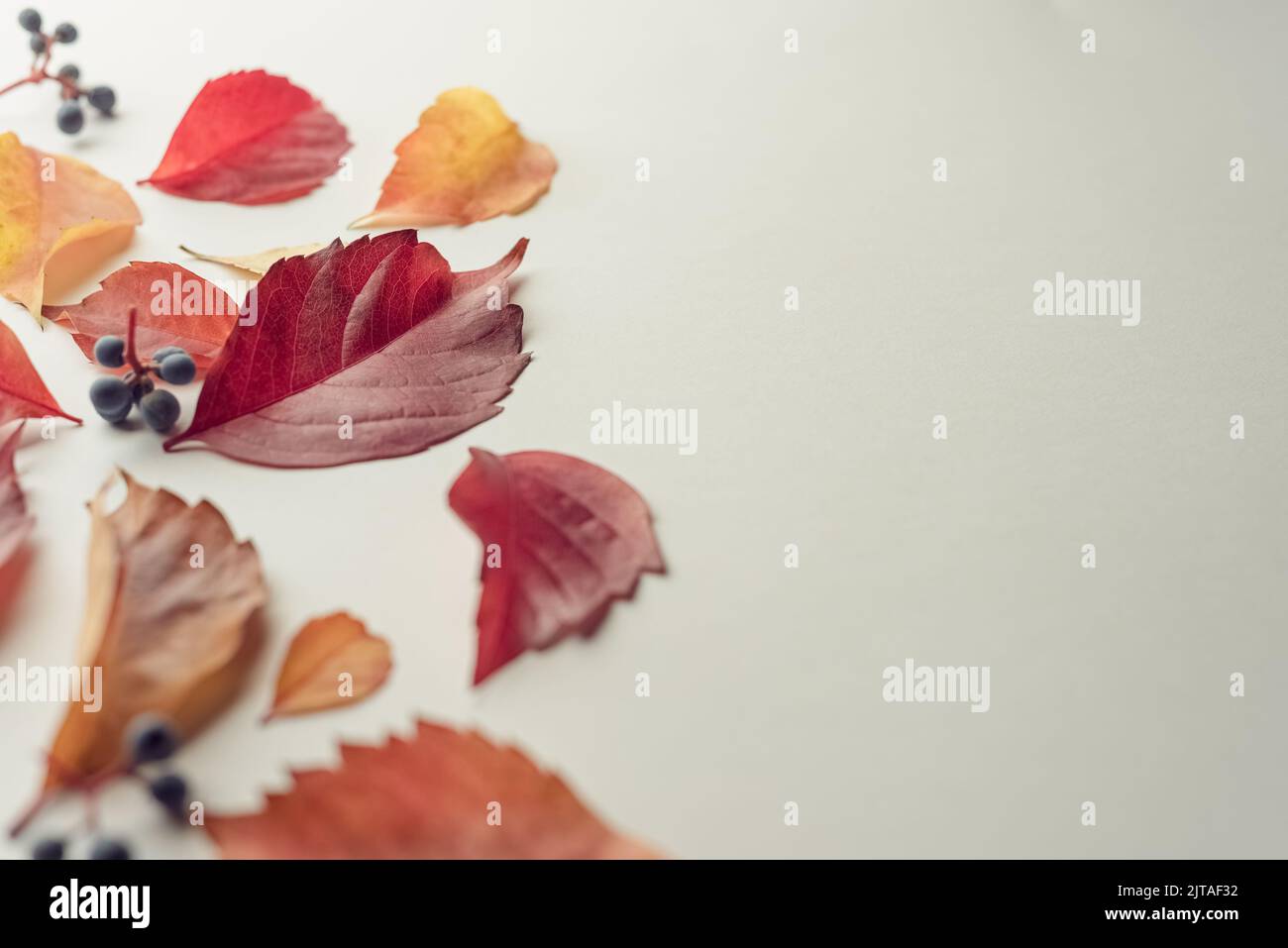 Composizione autunnale. Foglie d'autunno asciutte su sfondo bianco. Messa a fuoco selettiva. Foglie rosse, arancioni e gialle. Foto Stock