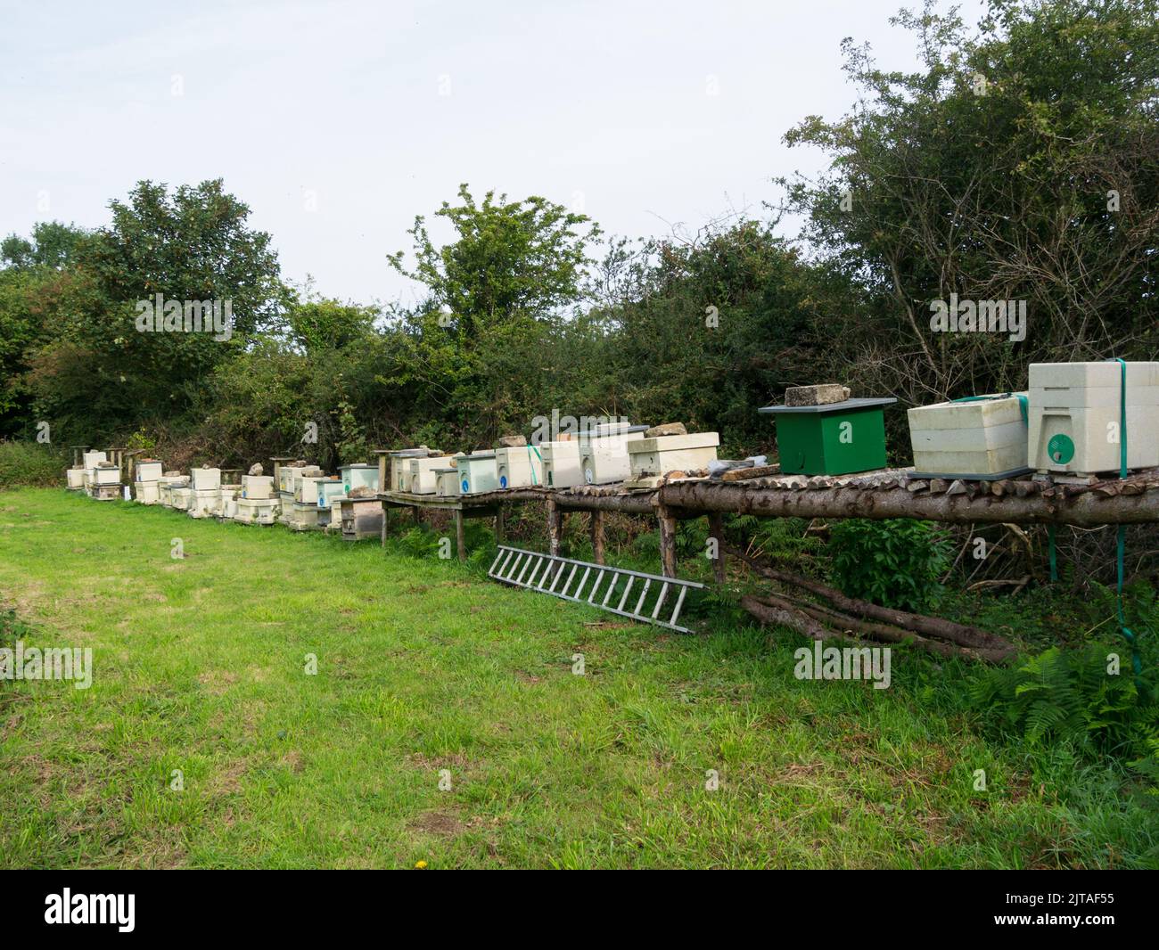 Lunga fila di alveari di api situati vicino a terra comune dove le api di miele possono nutrirsi di un'ampia varietà di fiori selvatici nel Galles del Nord Regno Unito Foto Stock