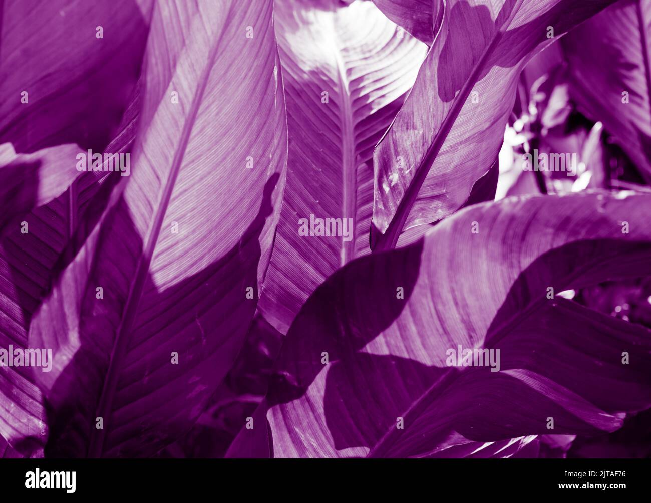 ' Fase otto ' foglie botaniche Abstract Foto Stock