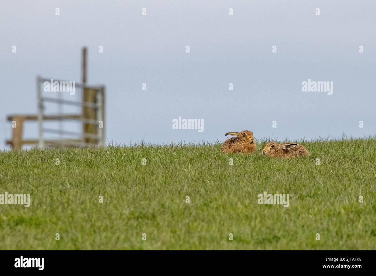 Due lepri (Lepus europaeus) sdraiati in un campo agricolo in prateria, Yorkshire, Regno Unito fauna selvatica Foto Stock