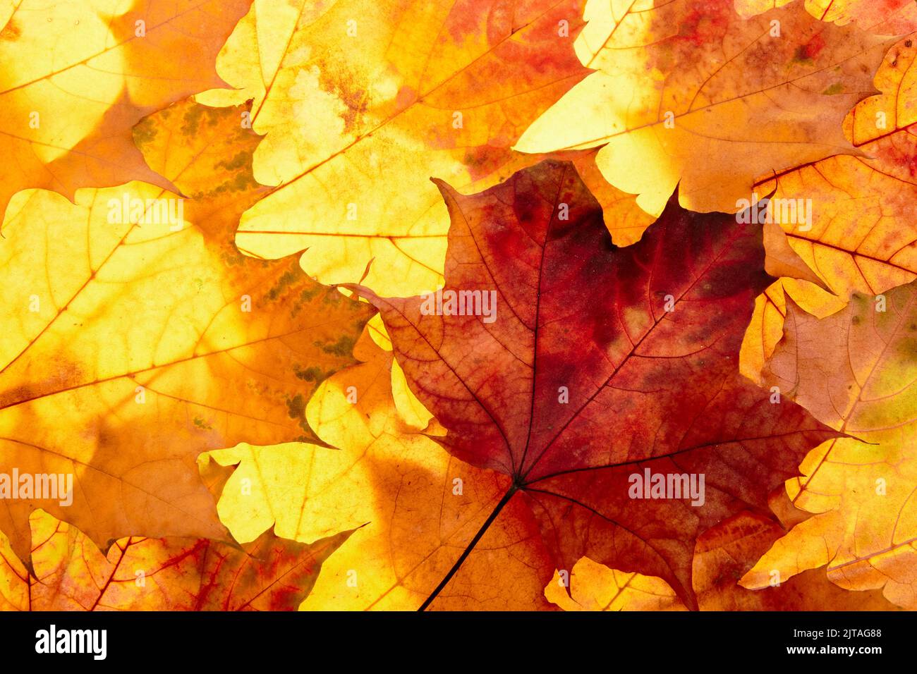 l'autunno lascia alla luce Foto Stock