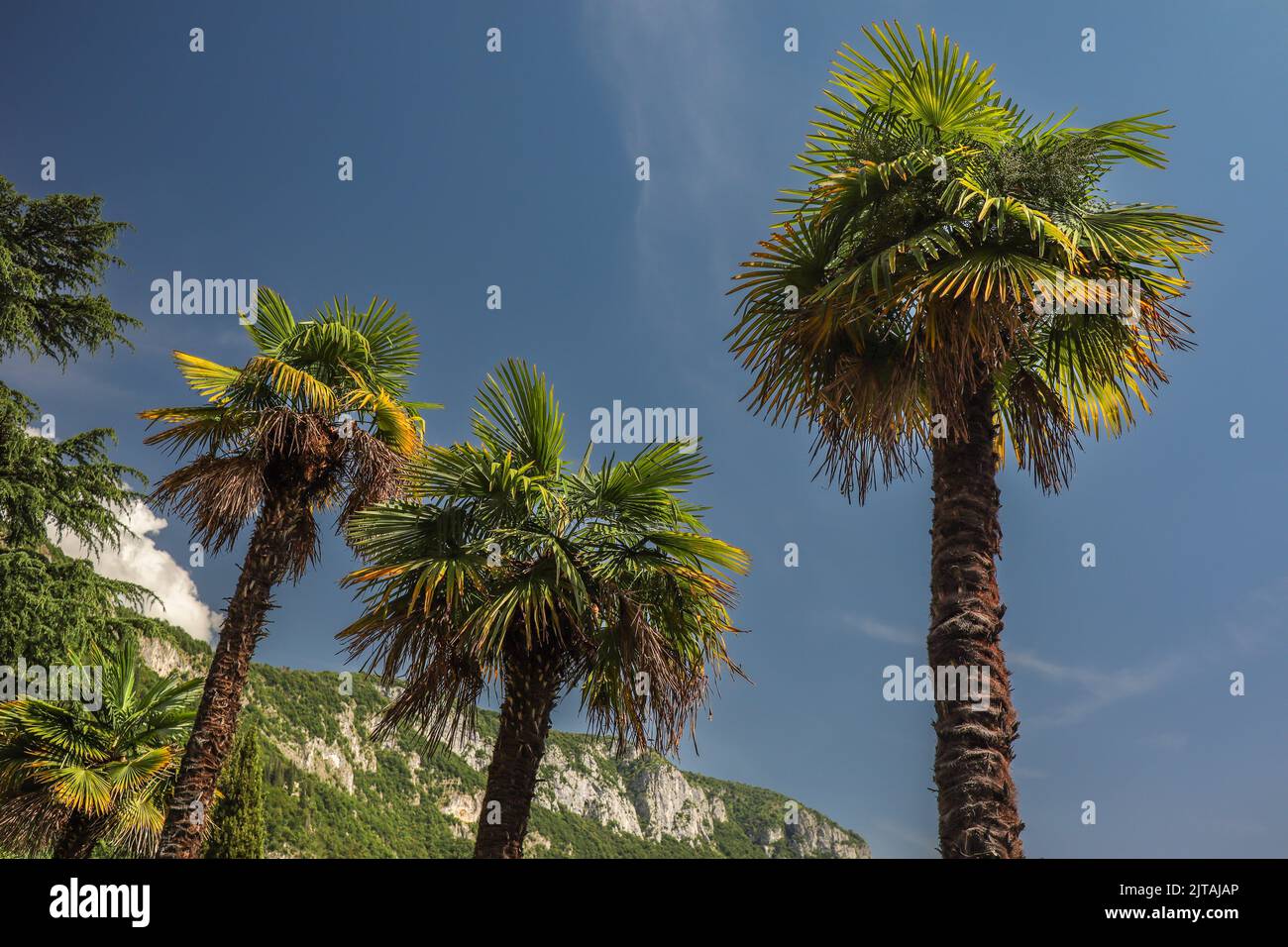 Albero di palma con cielo blu in Italia. Bella Arecaceae tropicale in Lombardia. Foto Stock