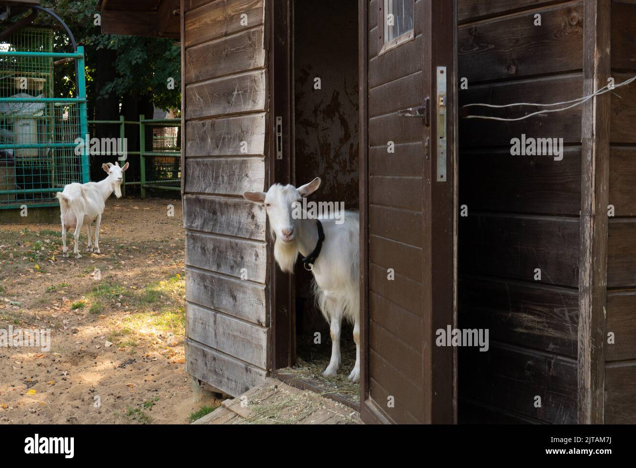 Capra animale bianco mammifero bestiame allevamento cornuto agricoltura rurale, per la campagna verde da agricoltura da guardare faccia, corno mangiare. Capra primavera Foto Stock
