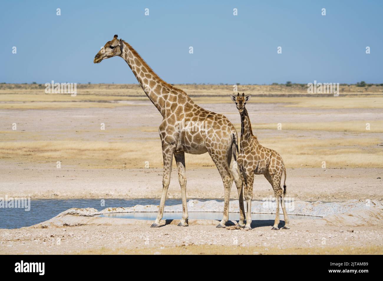 Giraffa con giraffa bambino in piedi ad una buca d'acqua. Parco Nazionale di Etosha, Namibia, Africa Foto Stock