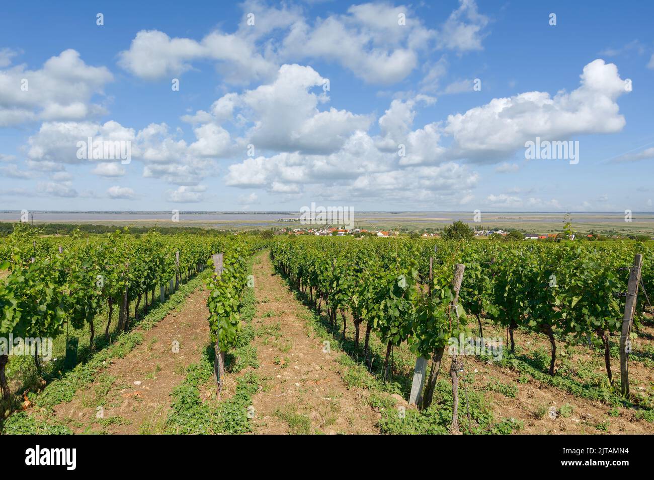 Vigneto paesaggio e villaggio di Moerbisch am See, Neusiedler See, Burgenland, Austria Foto Stock