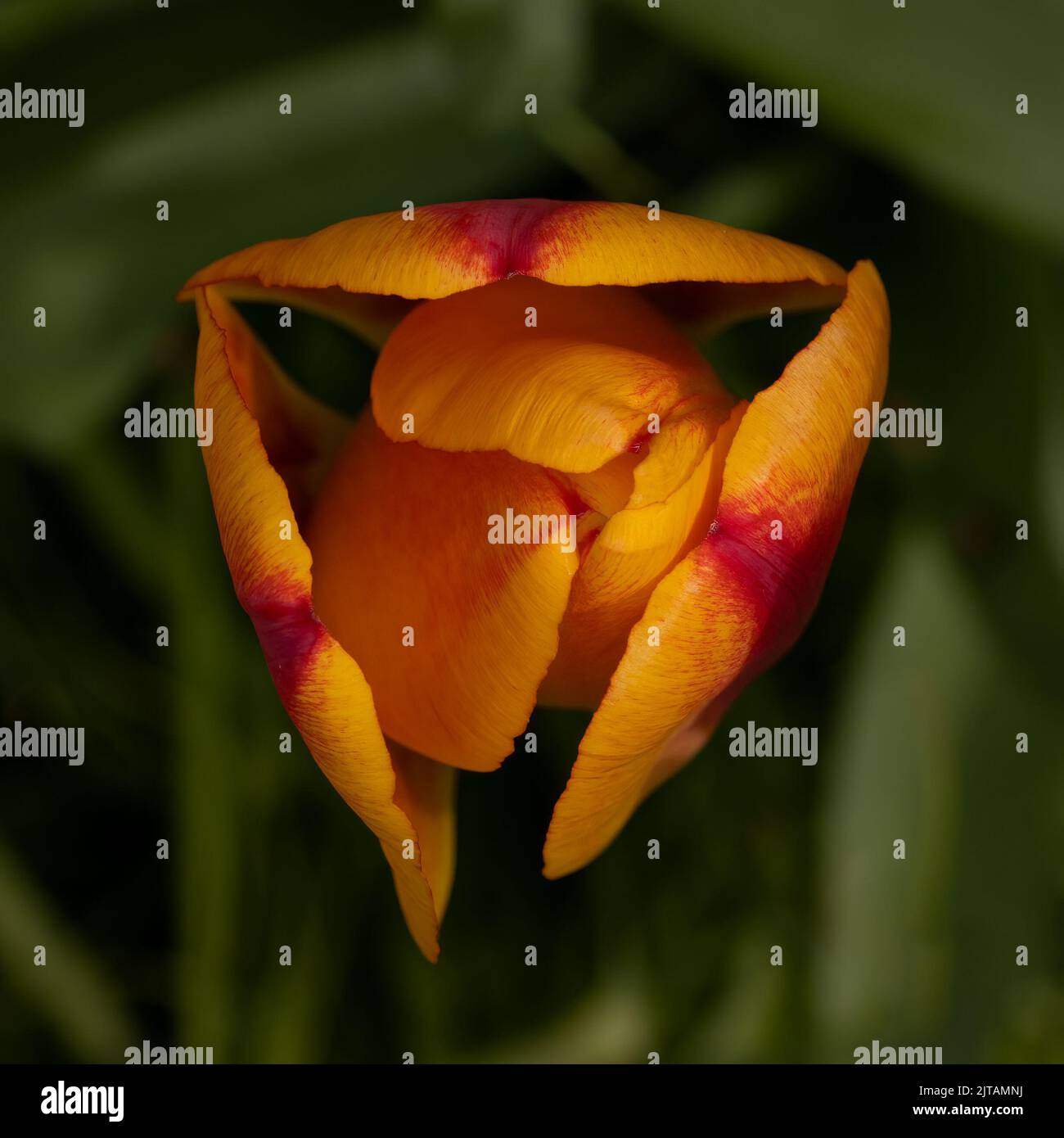 Apertura di Tulip dall'alto Foto Stock