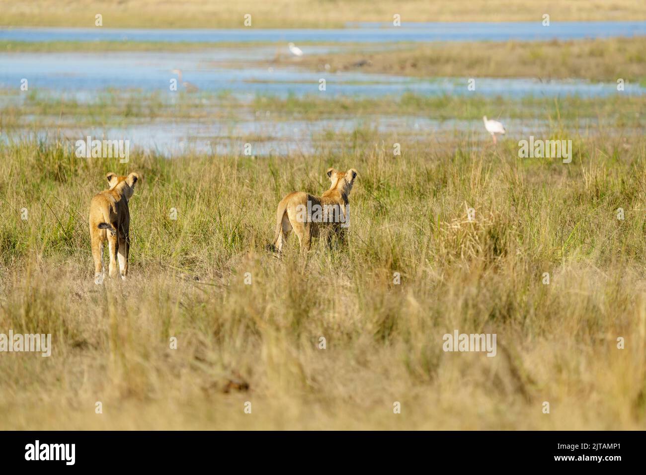 Lionesses, 2 animali adulti, che si stalano nelle praterie. Parco Nazionale di Chobe, Botswana, Africa Foto Stock