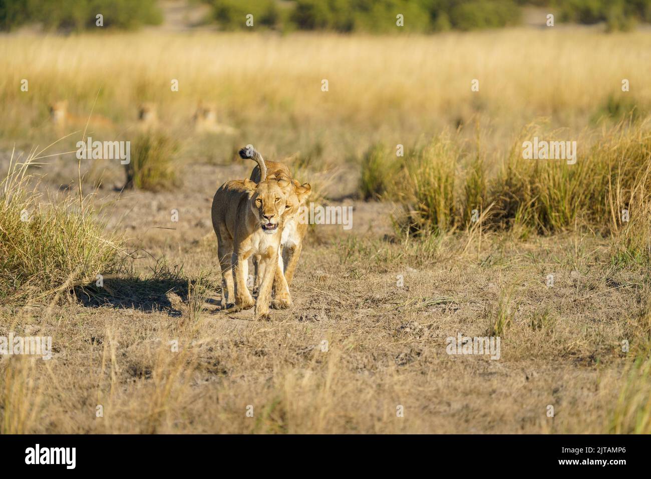 Lionesses, 2 animali adulti, camminando insieme in prateria. Parco Nazionale di Chobe, Botswana, Africa Foto Stock
