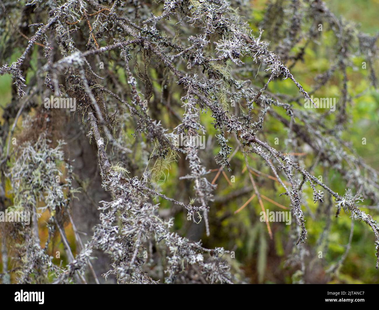 Cetraria islandica, conosciuta anche come islandese muschio Foto Stock