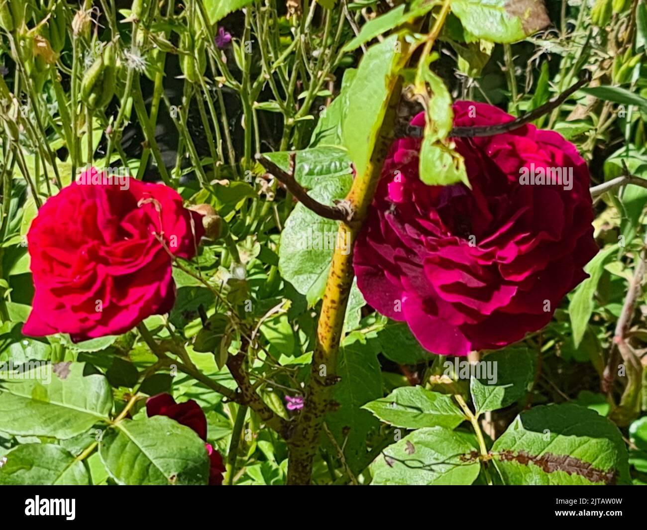 Petali multipli sulle rose rosse Foto Stock