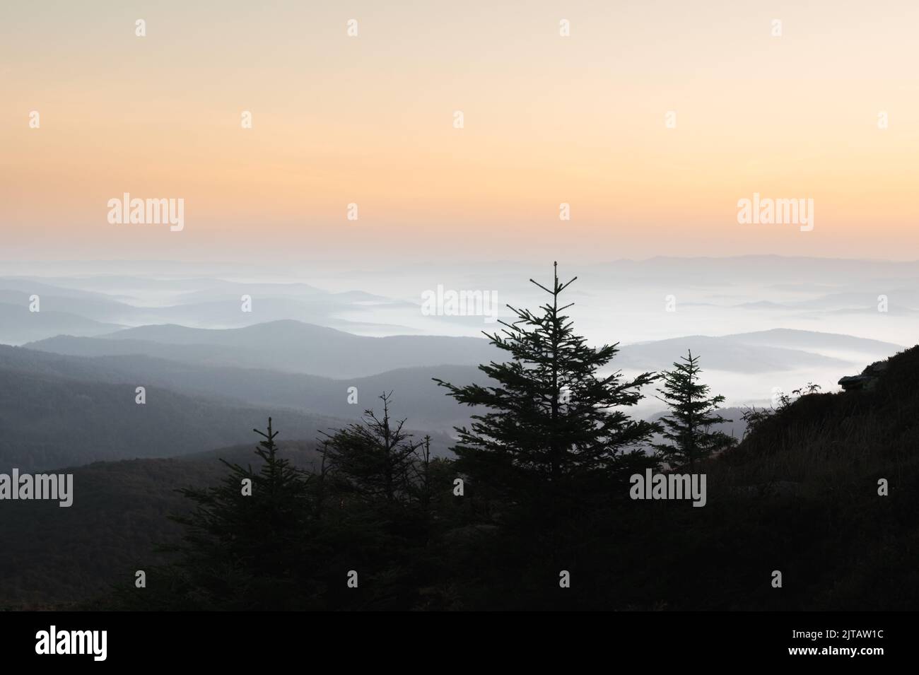 Nebbia mattutina nelle montagne autunnali. Silhouette di abeti in primo piano. Bellissima alba sullo sfondo. Fotografia di paesaggi Foto Stock