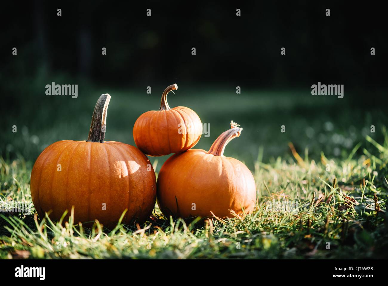 Zucche in erba giardino. Halloween e festa di ringraziamento e sfondo raccolto autunno Foto Stock