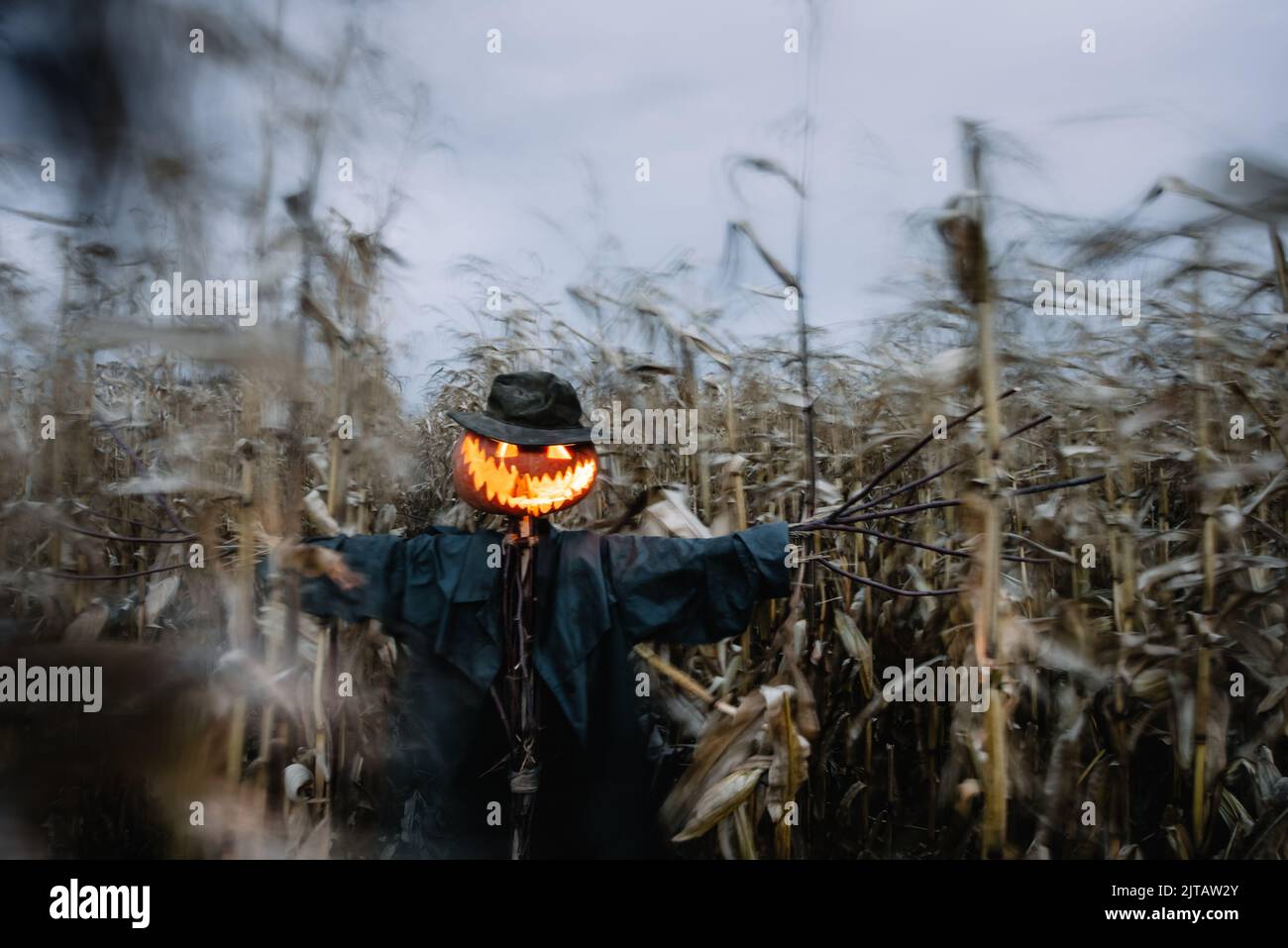 Spaventoso scarecrow con la testa di zucca in un cappello e cappotto sul campo di mais notturno. Concetto di festa di Halloween Spooky. Sfondo Halloweens Foto Stock