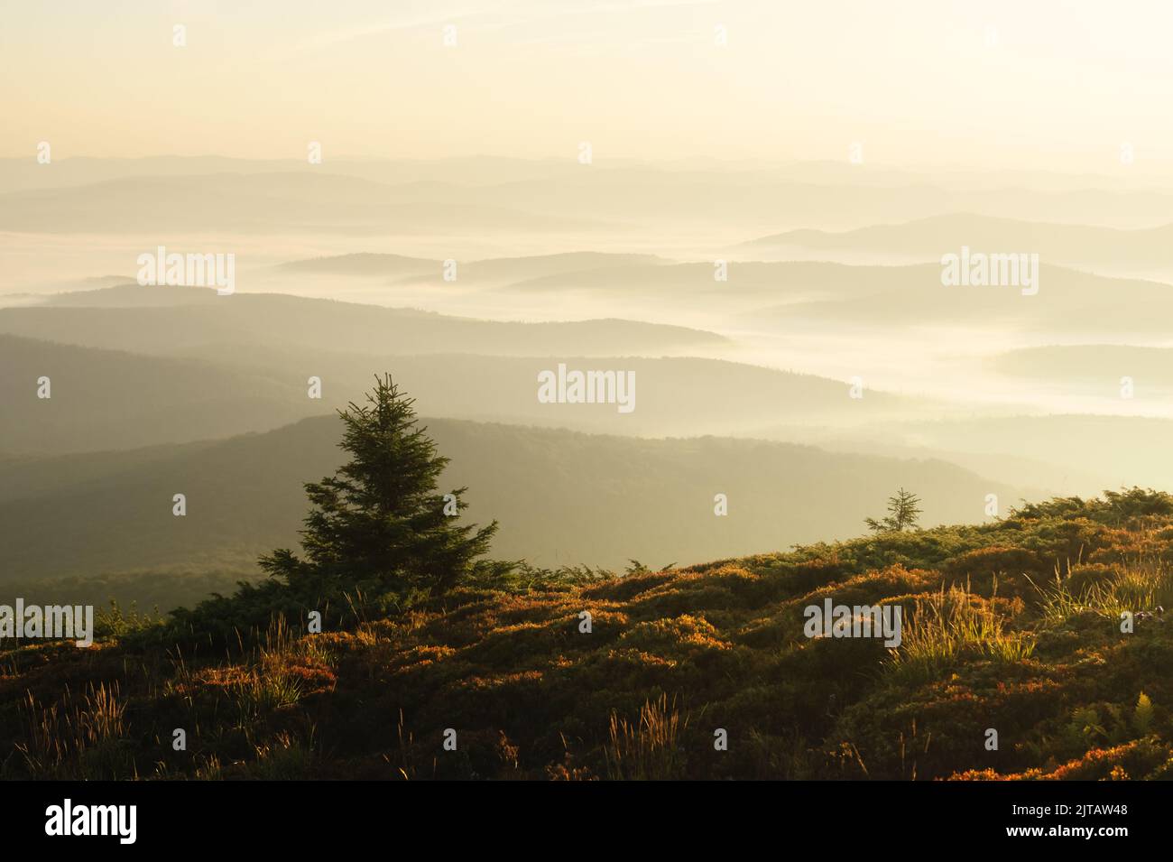 Nebbia mattutina nelle montagne autunnali. Silhouette di abeti in primo piano. Bellissima alba sullo sfondo. Fotografia di paesaggi Foto Stock