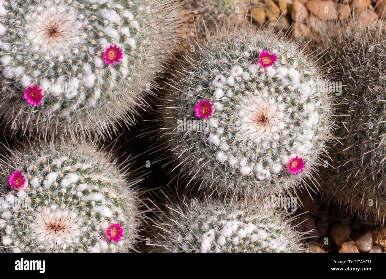 Vista ravvicinata di più cactus rotondi con spine bianche e piccoli fiori rosa che crescono su un terreno roccioso. Foto Stock