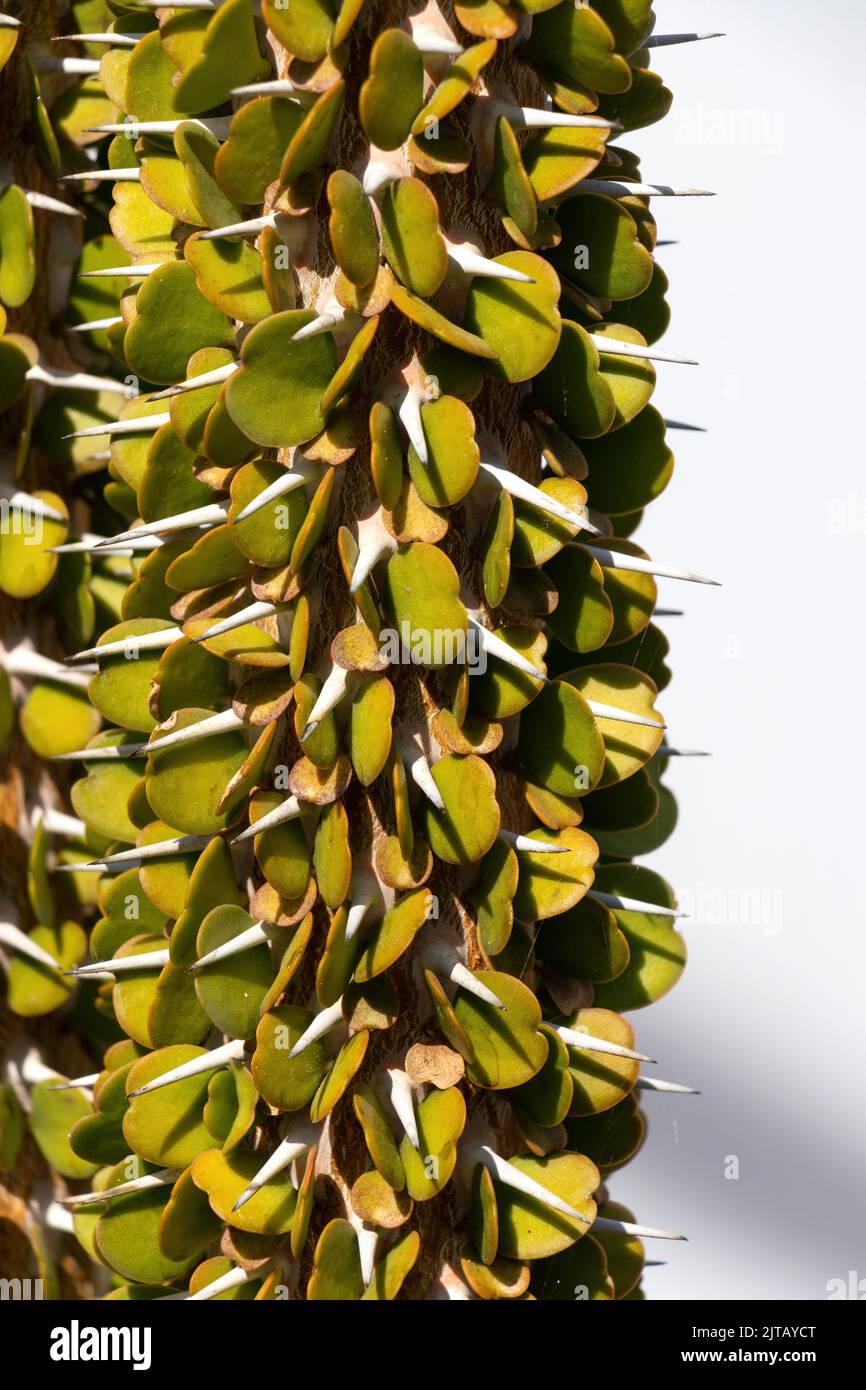 Foglie e spine di succuento cactus Fantsiolotse Alluaudia ascende drake nativo del Madagascar Foto Stock