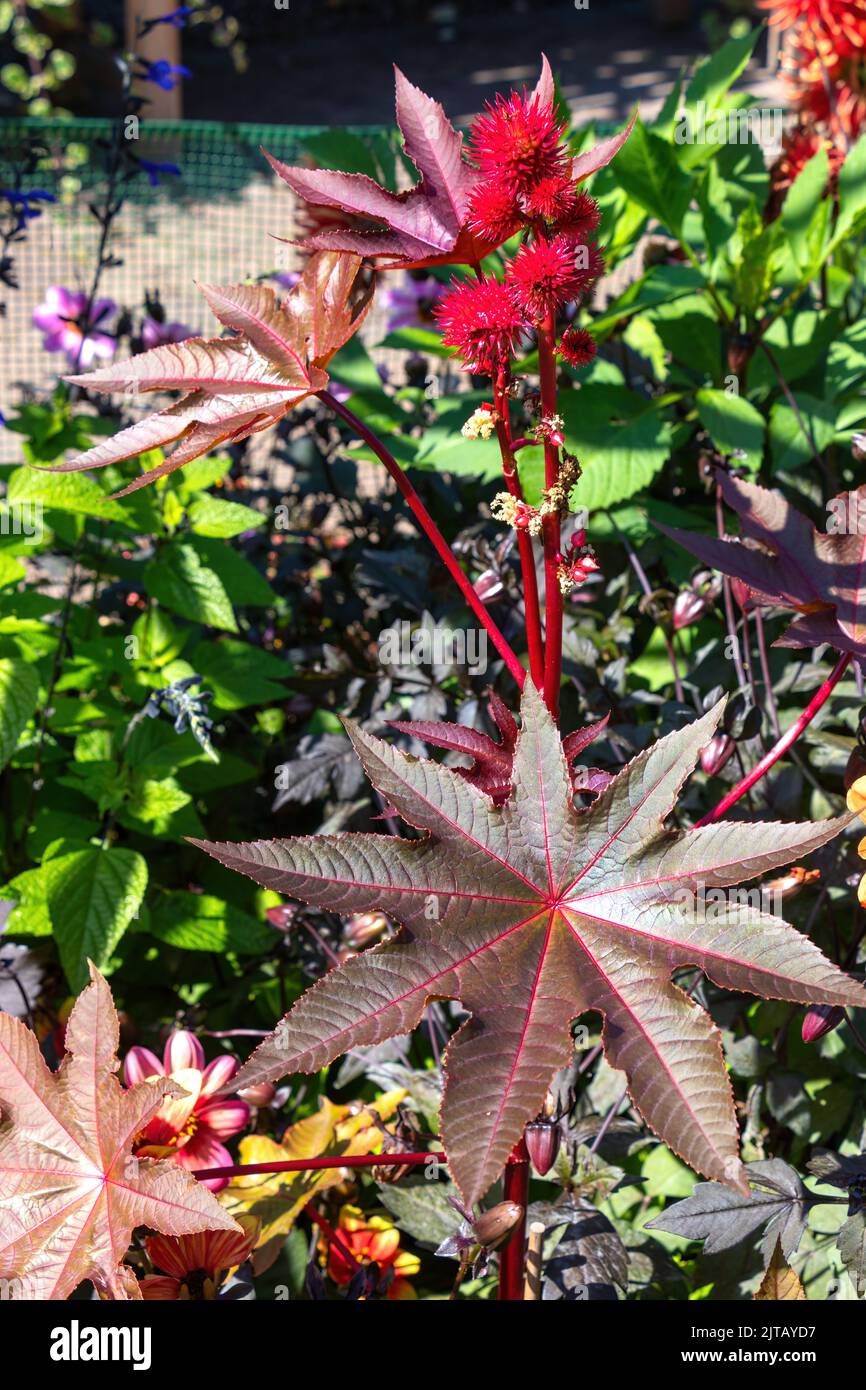 Fiori di piante di olio di ricino rosso brillante e grandi foglie distintive in un lussureggiante giardino. Foto Stock