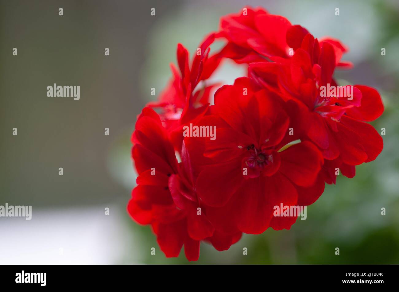 Bellissimi fiori di Pelargonio (geranio) primo piano. Fiore rosso scuro arte soft focus. Fiore di bellezza nel giardino. Regalo romantico o sfondo. Foto Stock