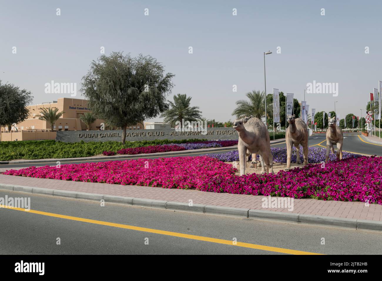 Dubai, Emirati Arabi Uniti, ingresso principale dell'al Murmoom Camel Racing Club. Foto Stock