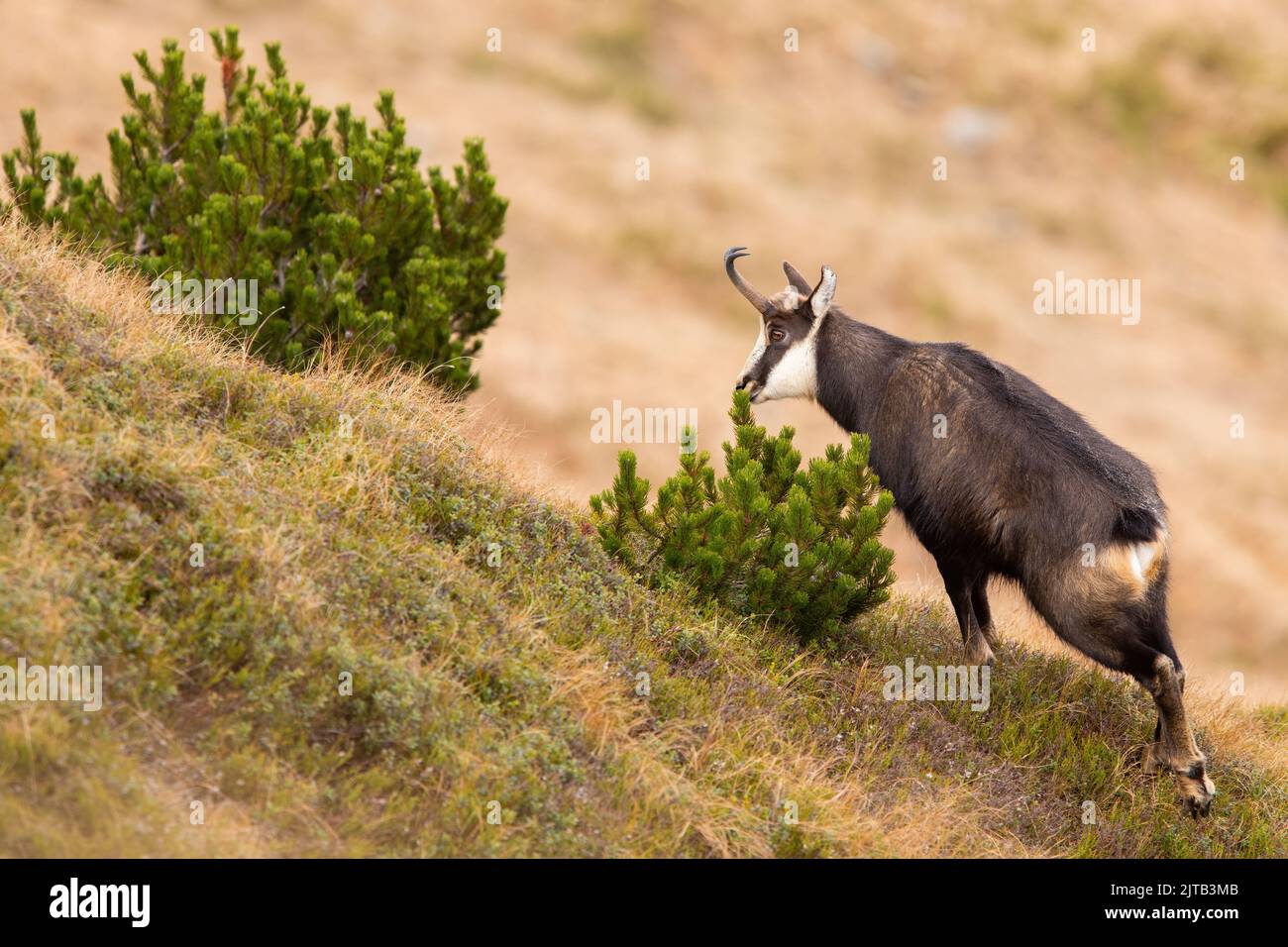 Il camoscio di Tatra annienta un profumo di segno territoriale su un pino nana Foto Stock