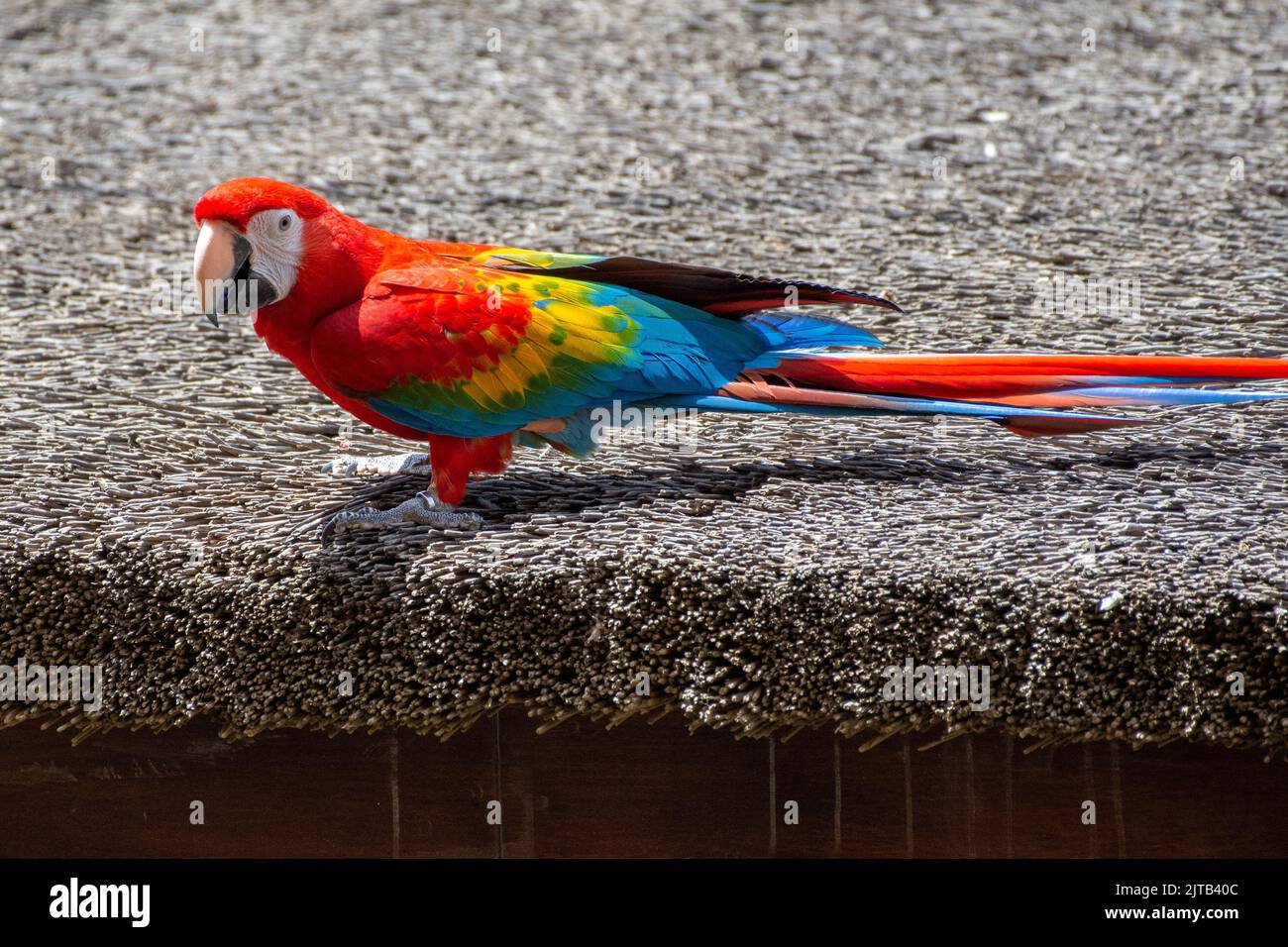 Un macaw scarlatto (Ara macao) un pappagallo vivace rosso brillante in volo che mostra i colori blu, rosso e giallo brillante Foto Stock